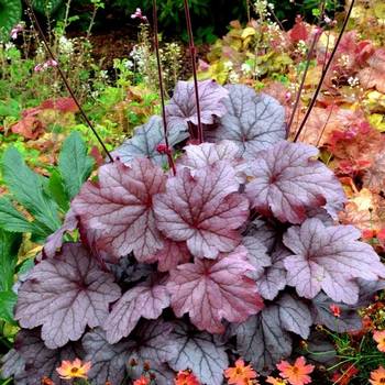 Гейхера Heuchera ‘Georgia Plum’